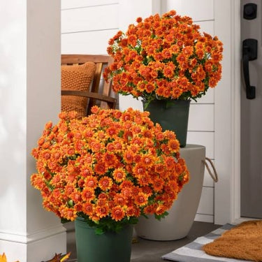 ⚡Paskutinė diena 70% NUOLAIDA🌼Sveiki ruduo – dirbtinės gėlės Lauko saulėlydis mamoms – atsparus UV spinduliams, atsparus vandeniui, vėjo nepralaidus