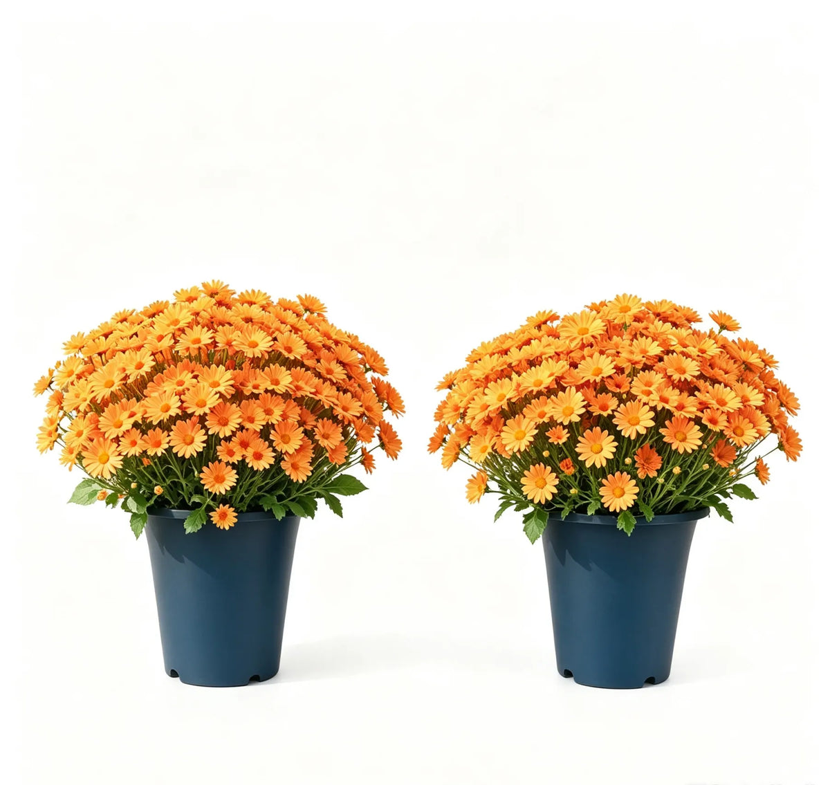 ⚡Paskutinė diena 70% NUOLAIDA🌼Sveiki ruduo – dirbtinės gėlės Lauko saulėlydis mamoms – atsparus UV spinduliams, atsparus vandeniui, vėjo nepralaidus