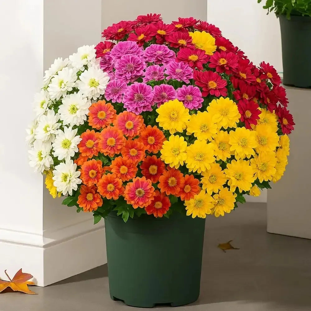 ⚡Paskutinė diena 70% NUOLAIDA🌼Sveiki ruduo – dirbtinės gėlės Lauko saulėlydis mamoms – atsparus UV spinduliams, atsparus vandeniui, vėjo nepralaidus
