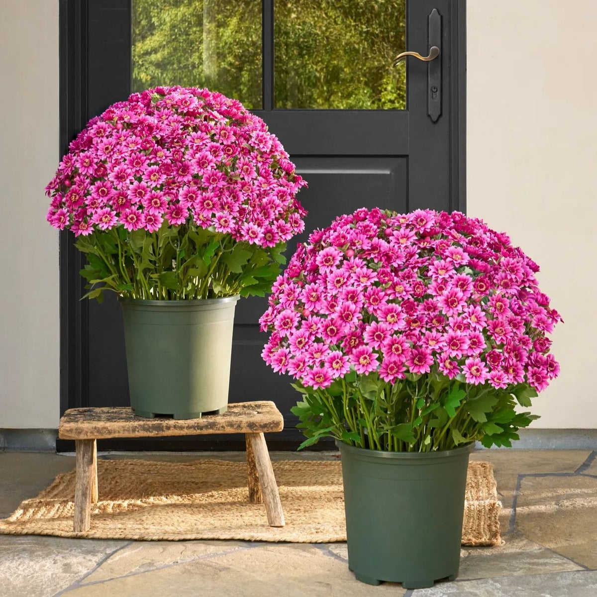 ⚡Paskutinė diena 70% NUOLAIDA🌼Sveiki ruduo – dirbtinės gėlės Lauko saulėlydis mamoms – atsparus UV spinduliams, atsparus vandeniui, vėjo nepralaidus