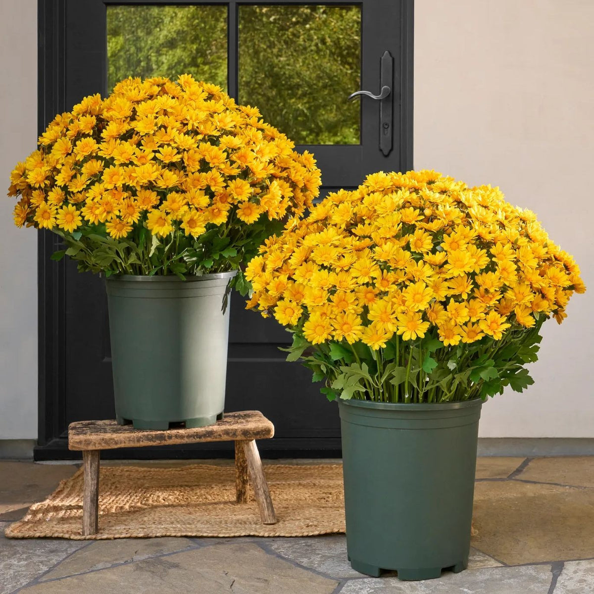 ⚡Paskutinė diena 70% NUOLAIDA🌼Sveiki ruduo – dirbtinės gėlės Lauko saulėlydis mamoms – atsparus UV spinduliams, atsparus vandeniui, vėjo nepralaidus